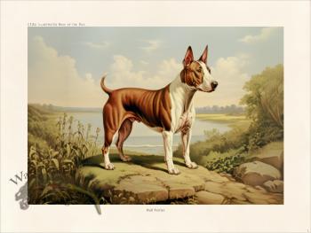 CFA Dog Bull Terrier 01